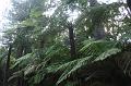 Tree fern gully, Pirianda Gardens IMG_7243